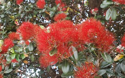 Meri Kirihimete / Merry Christmas from Kauri Rescue