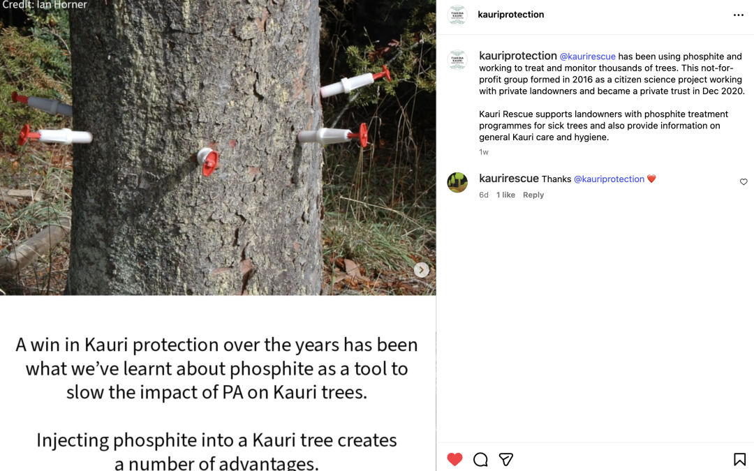 Kauri Rescue featured by Tiakina Kauri