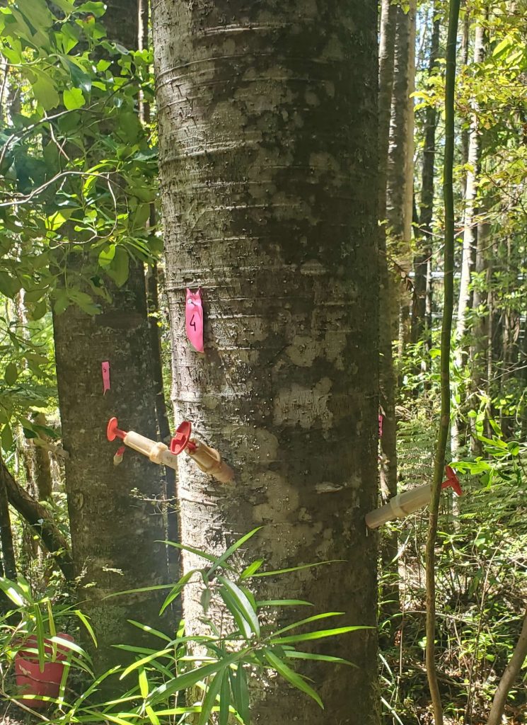 kauri tree with phosphite injections