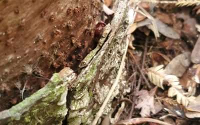 Encouraging results from Silverdale property treated in 2019