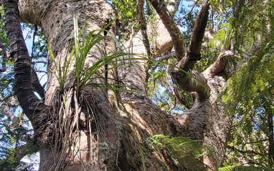 Supporting kauri health on a special property in Karekare