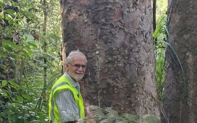 Treated Cascades big trees have health reassessed