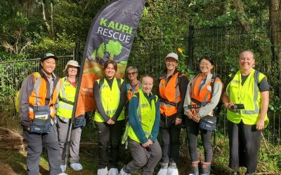 Auckland Local Parks treatment in Kauri Park Birkenhead
