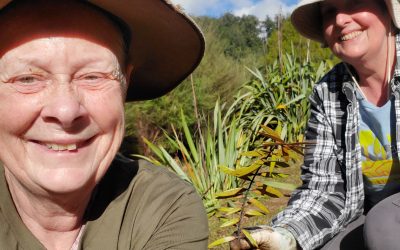 Kauri planting with Te Kawerau ā Maki
