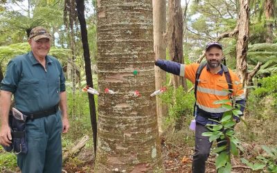 Second Northland landowner undertaking phosphite treatment