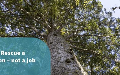 Kauri Rescue a passion – not a job