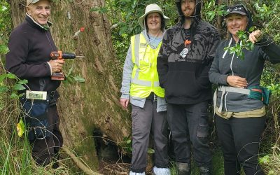 Puriri dieback research project